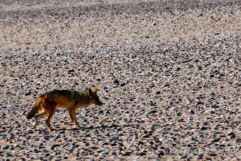 20090605_150822 D300 X1.jpg - Here we see a jackal scouting out food on the Skeleton Coast of Namibia
